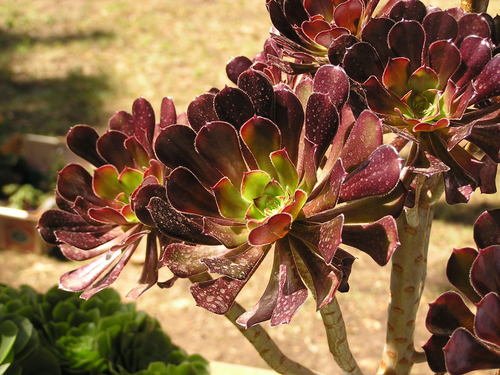 Aeonium
