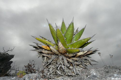 Agave Şurubu