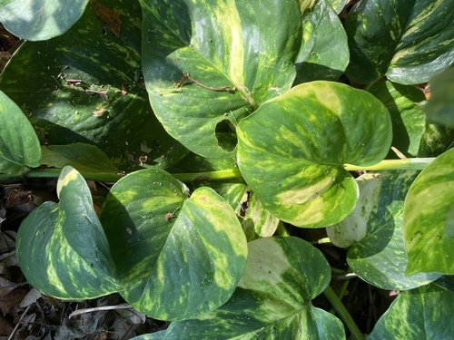 Altın Pothos