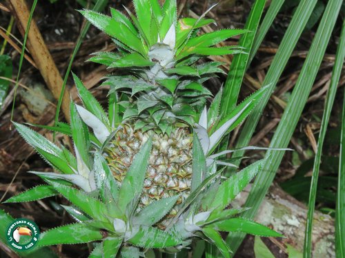 Ananas