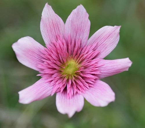 Anemone