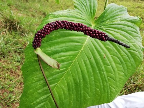 Antoryum
