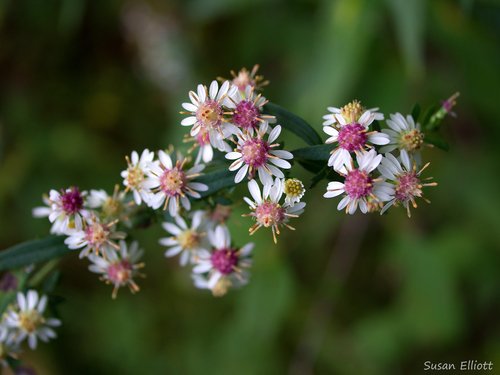 Aster
