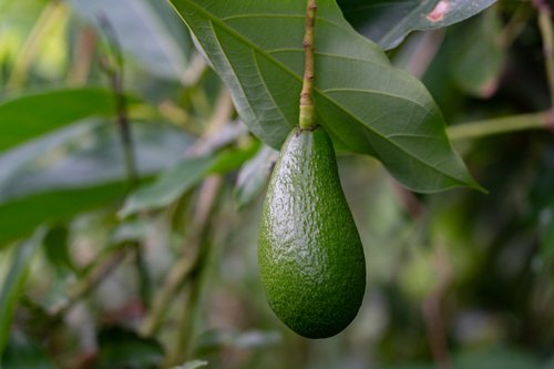 Avokado