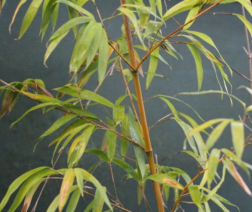 Bambu