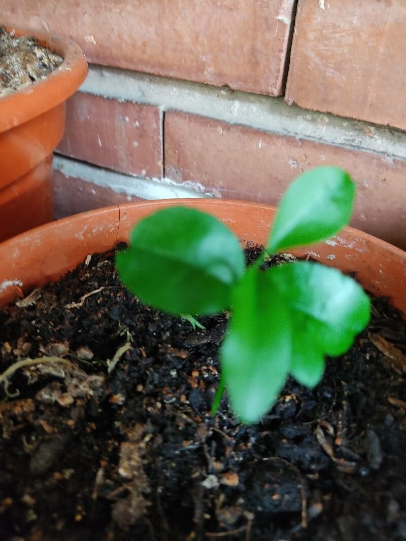 Bergamot