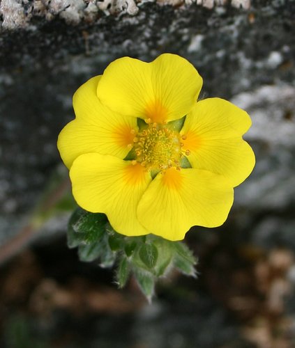 Beş Parmak