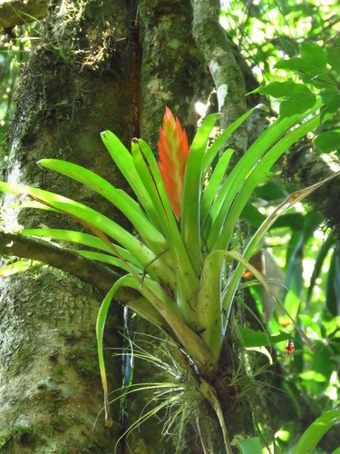 Bromelia