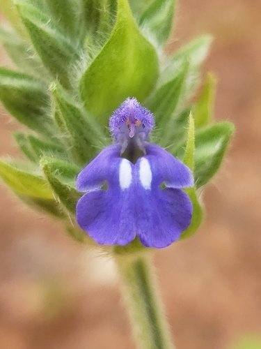 Chia Tohumu