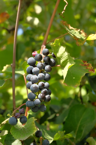 Crimson Seedless