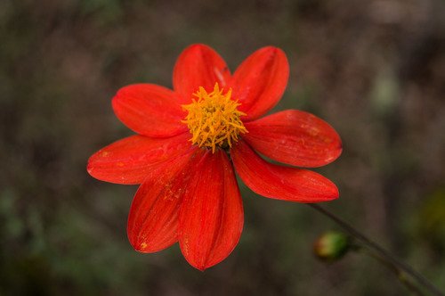 Dahilya