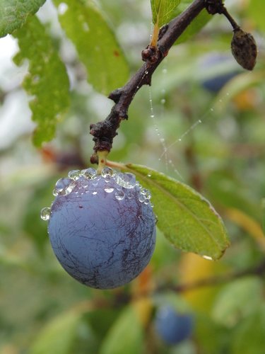 Damson Erik