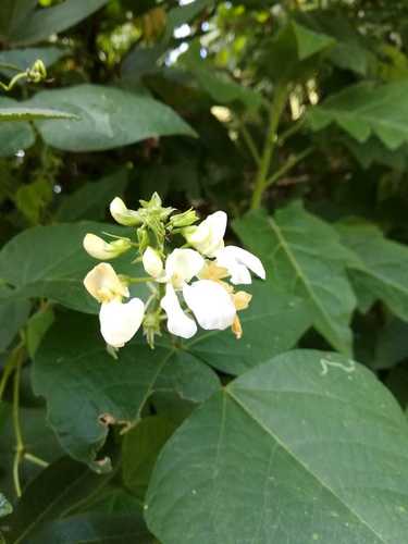 Dermason Fasulye
