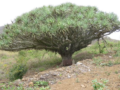 Dracena