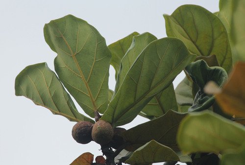 Ficus Lyrata