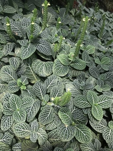 Fittonia
