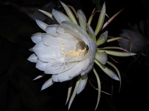 Gece Kraliçesi