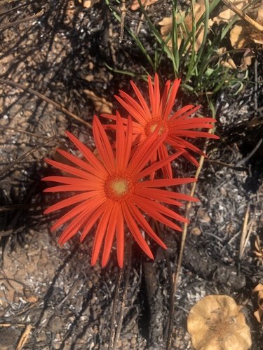 Gerbera