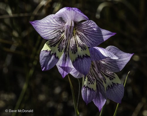 Gladiol