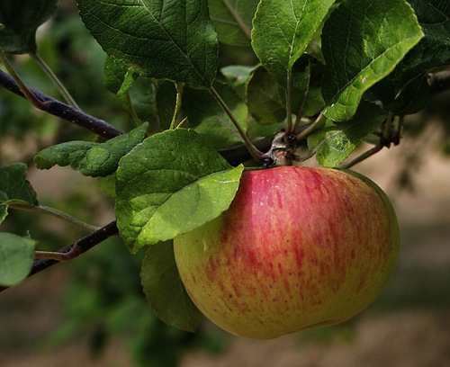 Granny Smith