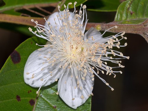 Guava