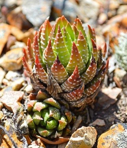 Haworthia