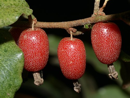 İğde Çiçeği