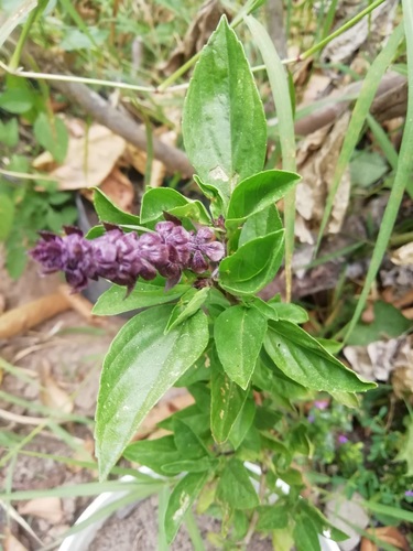 İtalyan Fesleğeni