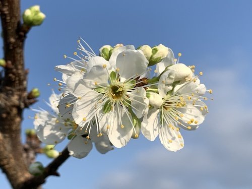 Japonya Eriği