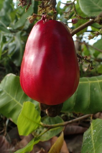 Kaju