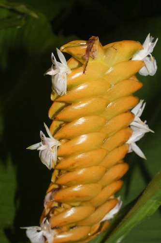 Kalatea