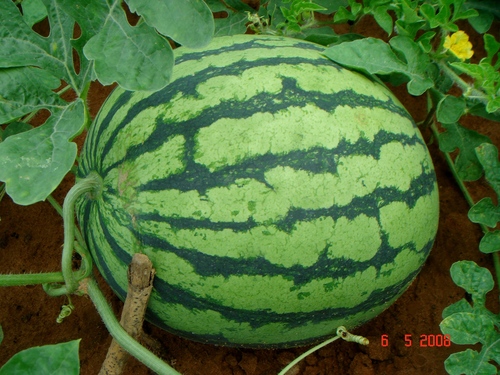 Karpuz Çekirdeği