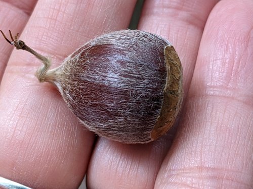 Kestane Ağacı