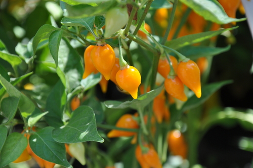 Kırmızı Habanero
