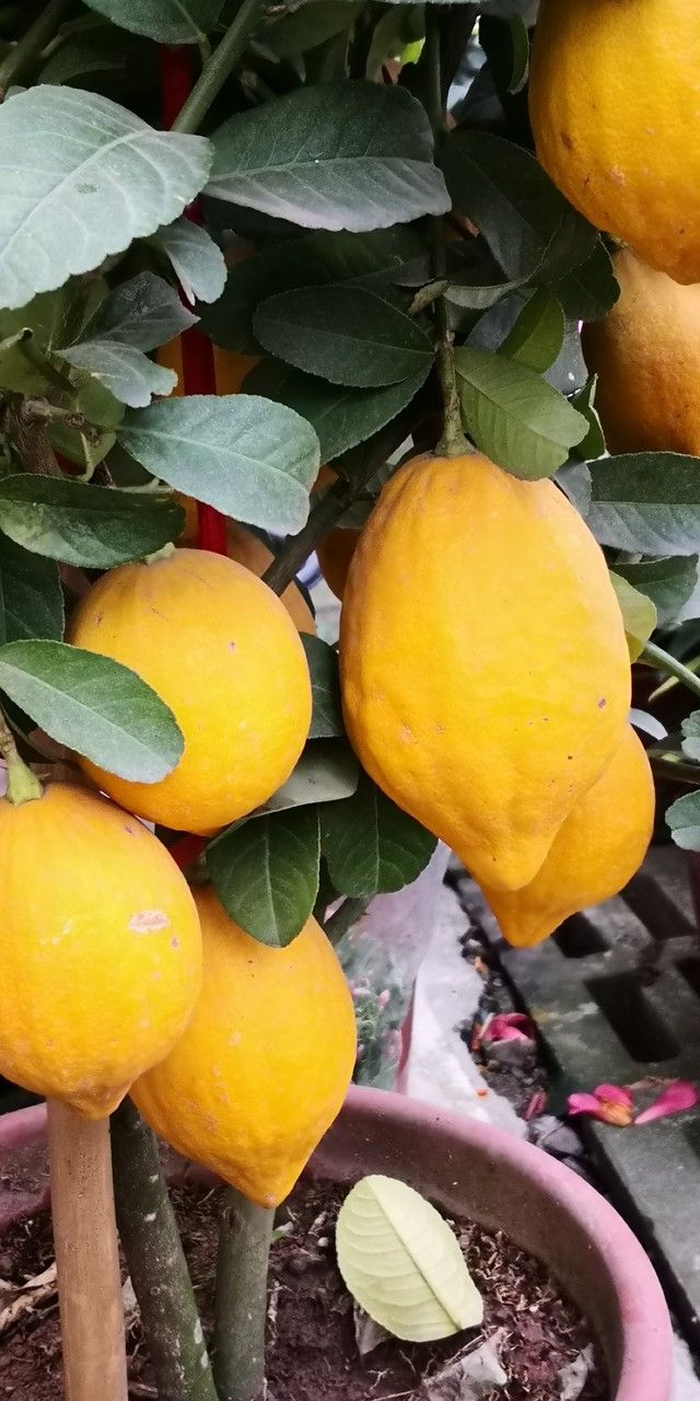 Limon Çiçeği