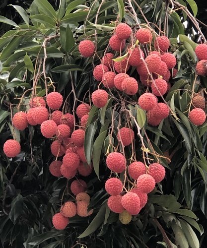Litchi