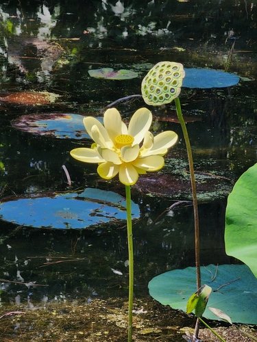 Lotus