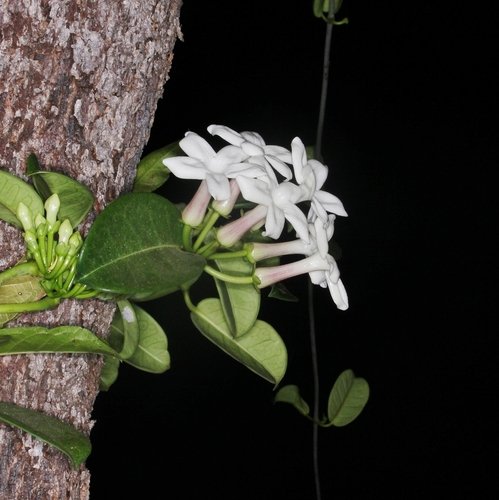 Madagaskar Yasemini