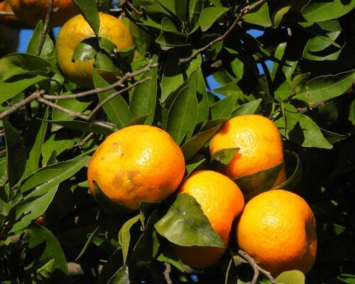 Mandalina