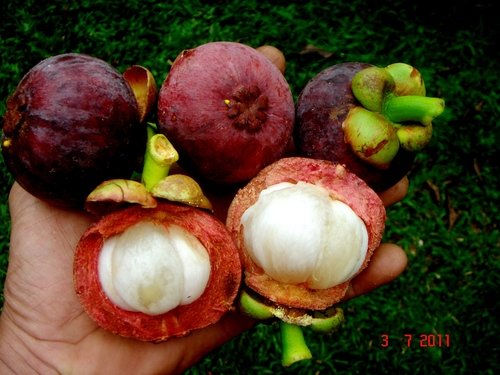 Mangostan