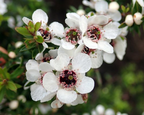 Manuka Ağacı