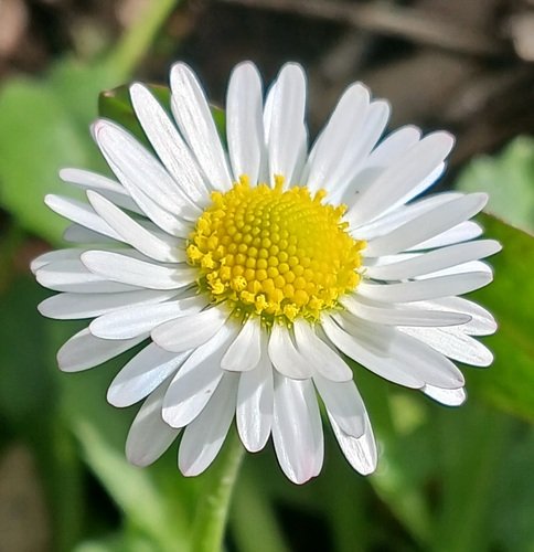 Papatya