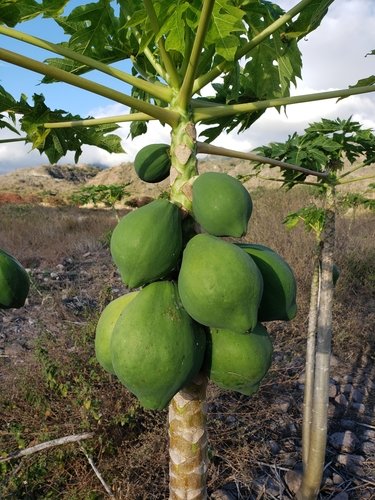 Papaya