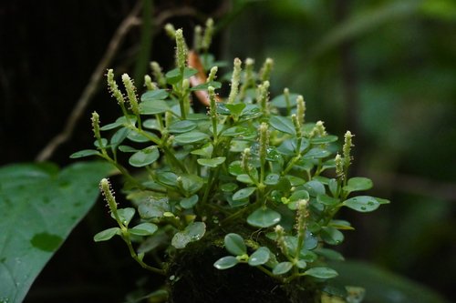 Peperomia