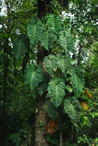 Philodendron