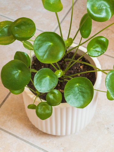 Pilea