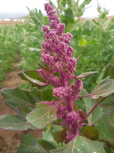 Quinoa