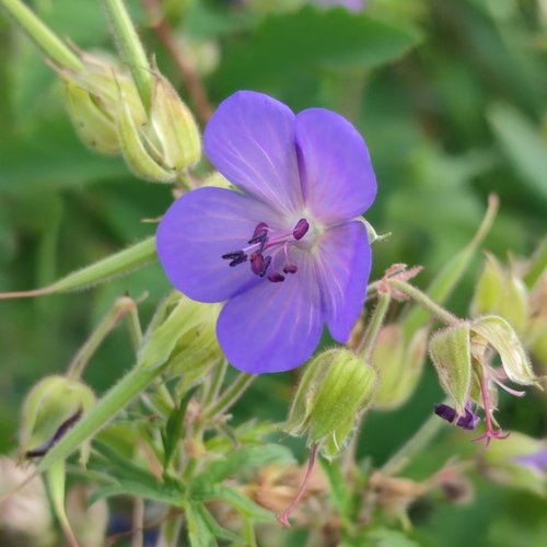 Sardunya Çiçeği
