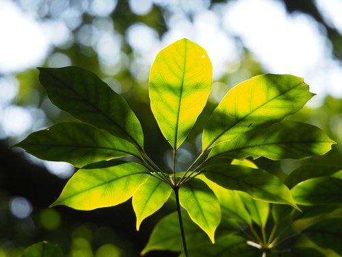Schefflera