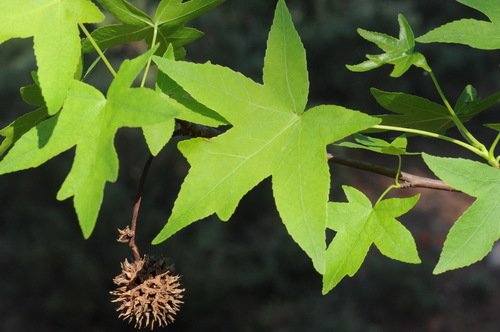 Sığla Ağacı